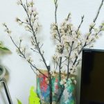 お家の桜が満開です